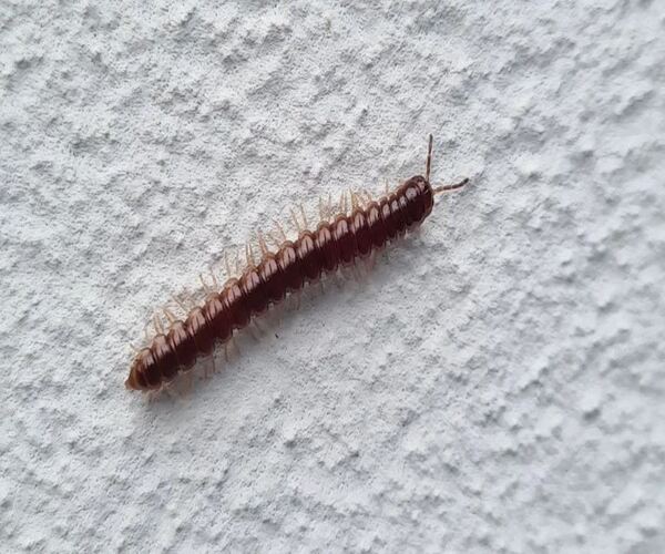 ચોમાસામાં ઘરમાં આવે છે અળસિયા?